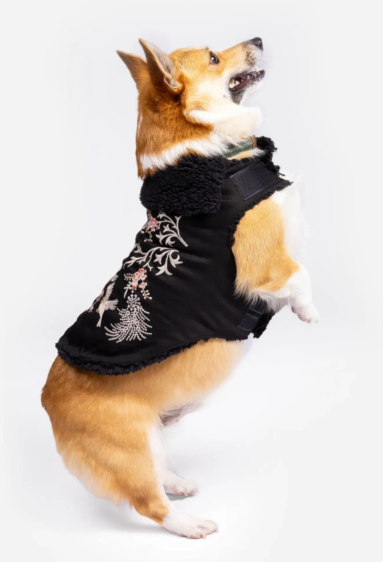 Valentina Embroidered Denim Pet Jacket